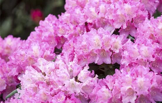 Rhododendron yak.'Kalinka' 