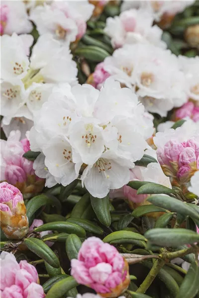 Rhododendron yak.'Koichiro Wada' 