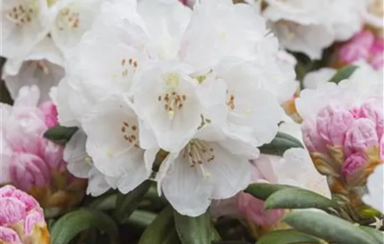 Rhododendron yak.'Koichiro Wada' 