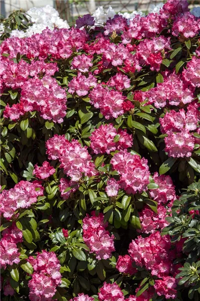 Rhododendron yak.'Morgenrot' 