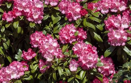 Rhododendron yak.'Morgenrot' 