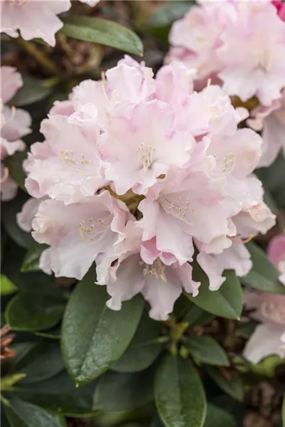 Rhododendron yak.'Schneekrone' 