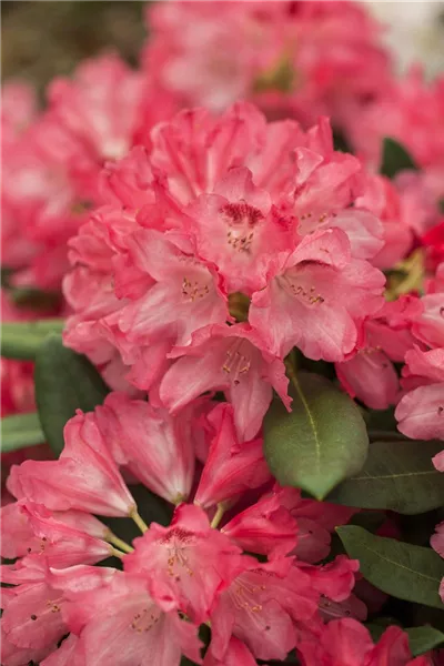 Rhododendron yak.'Sneezy' 