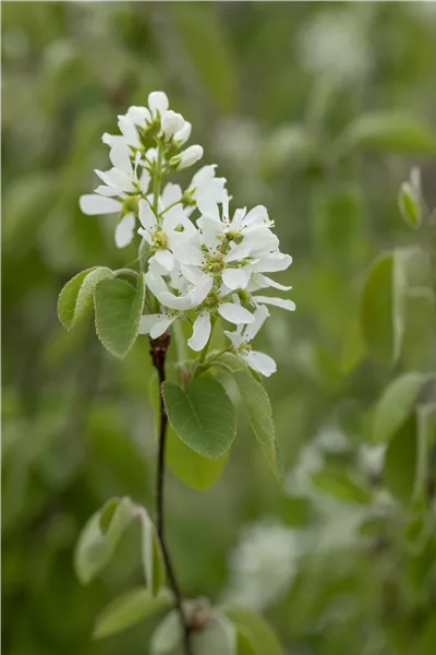 Amelanchier alnifolia 'Honeywood'