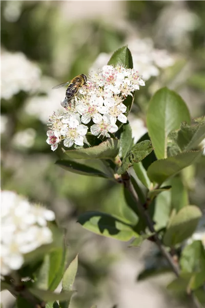 Aronia melanocarpa 'Nero'