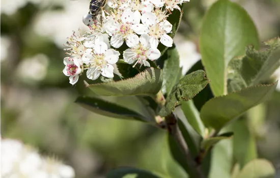 Aronia melanocarpa 'Nero'