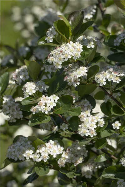 Aronia melanocarpa 'Viking'