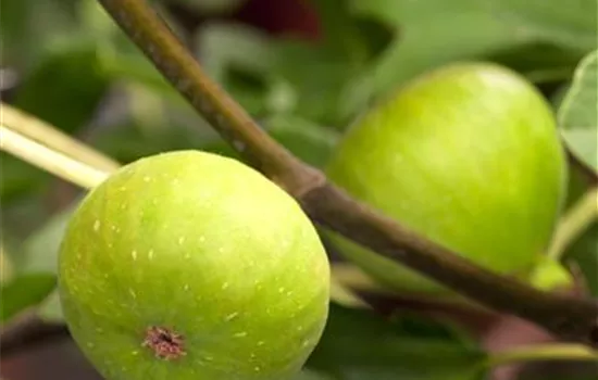 Ficus carica 'Brown Turkey' 