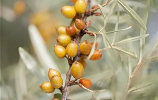 Hippophae rhamnoides 'Friesdorfer Orange'