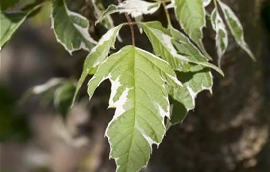 Acer negundo 'Aureo-Variegatum'