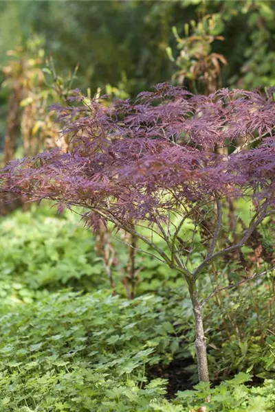 Acer palmatum 'Inaba-shidare'