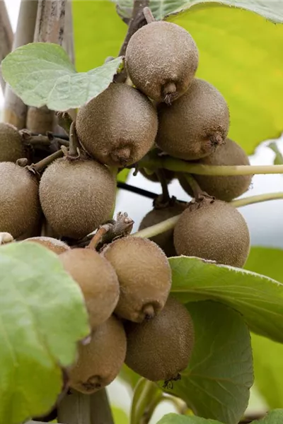 Actinidia chinensis 'Yennie'