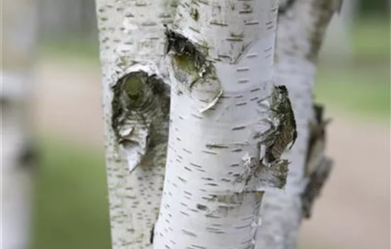 Betula jacquemontii