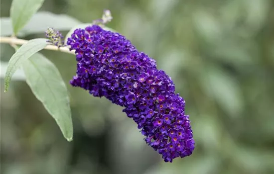 Buddleja 'Black Knight'