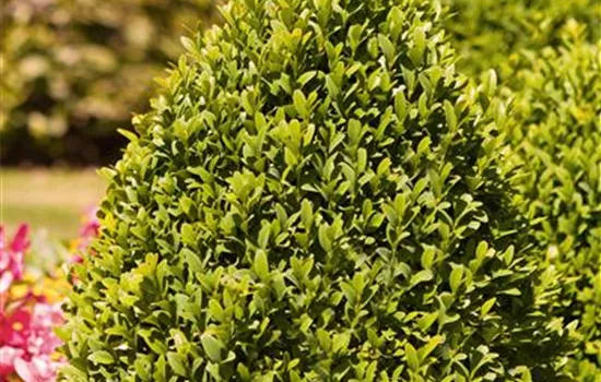 Buxus sempervirens arborescens