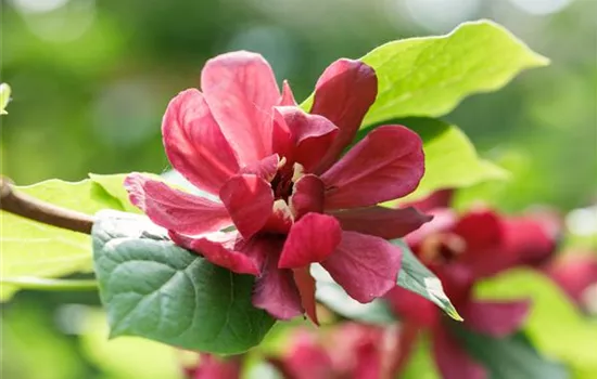 Calycanthus ' Aphrodite'