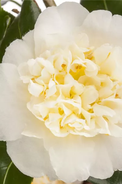 Camellia japonica 'Brushfield's Yellow'