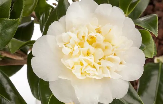 Camellia japonica 'Brushfield's Yellow'