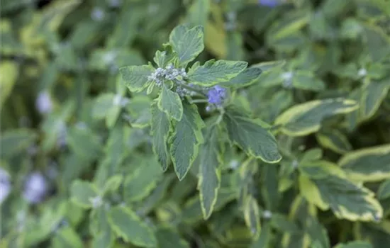 Caryopteris cland. 'Summer Sorbet'