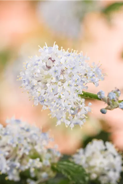 Ceanothus thyrsifl.repens