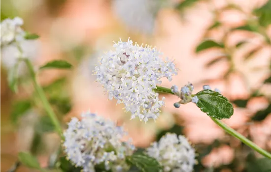 Ceanothus thyrsifl.repens