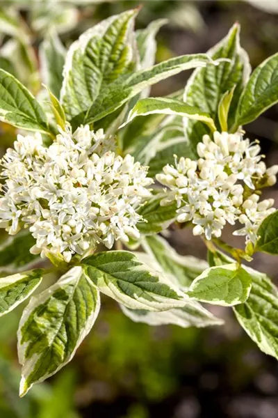 Cornus alba 'Sibirica Variegata'