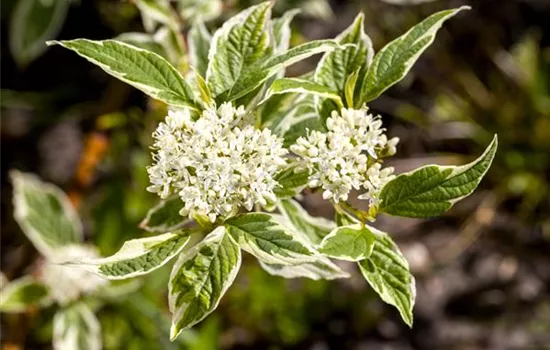 Cornus alba 'Sibirica Variegata'