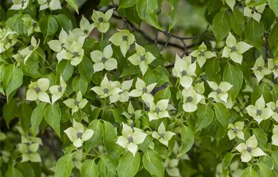 Cornus kousa 'China Girl'