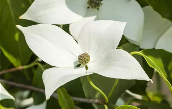 Cornus kousa 'Milky Way'