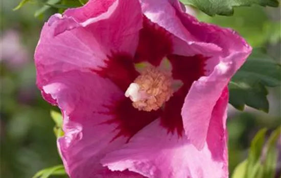 Hibiscus 'Pink Giant'