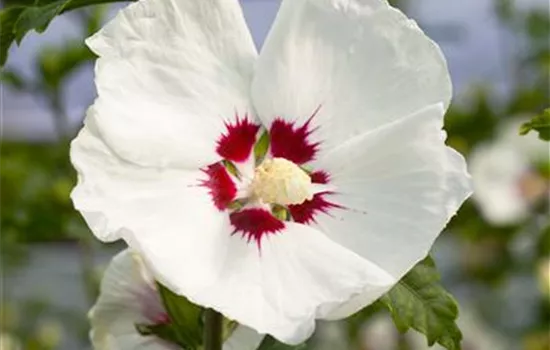 Hibiscus 'Red Heart'