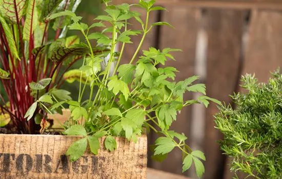 Mit Urban Gardening vom Balkon zur Kräuter-Oase