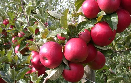 Malus 'Baya Marisa'