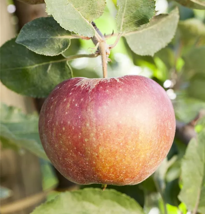 Apfel 'Korbiniansapfel'