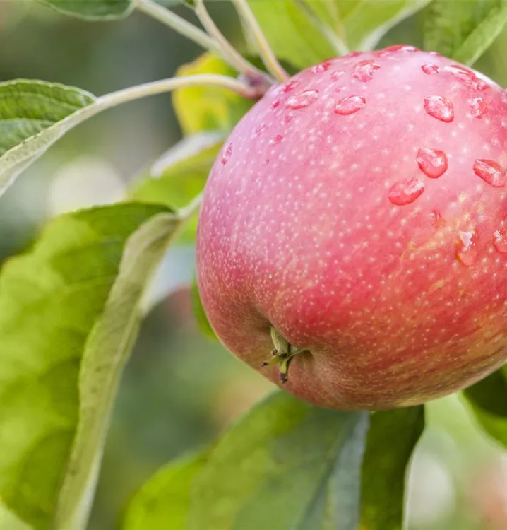 Apfel 'Rheinische Schafsnase'