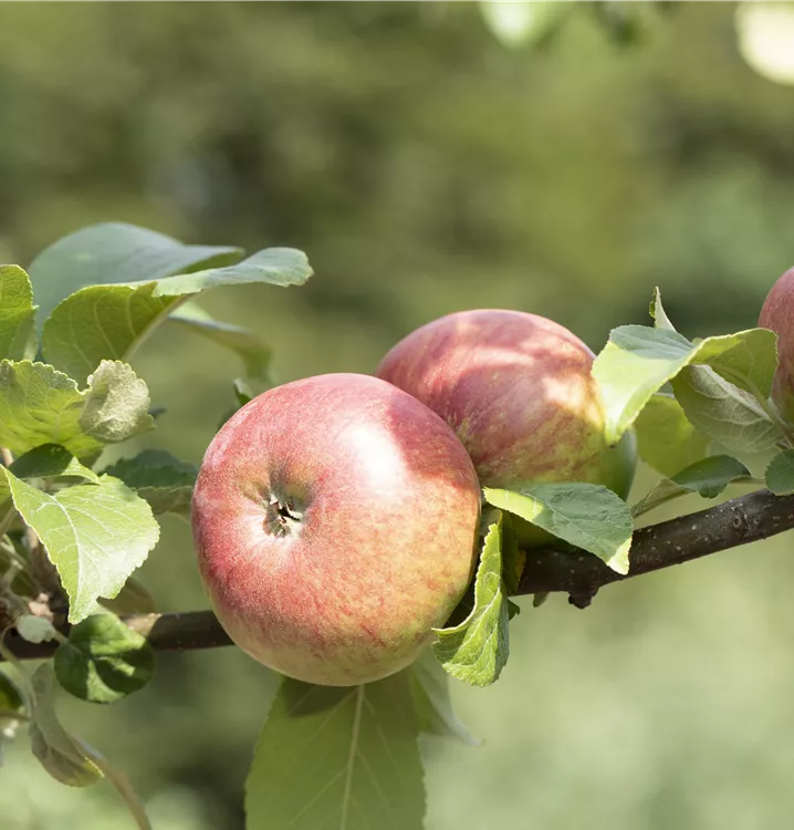 Apfel 'Roter James Grieve'