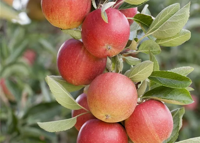 Malus domestica 'Sonate'