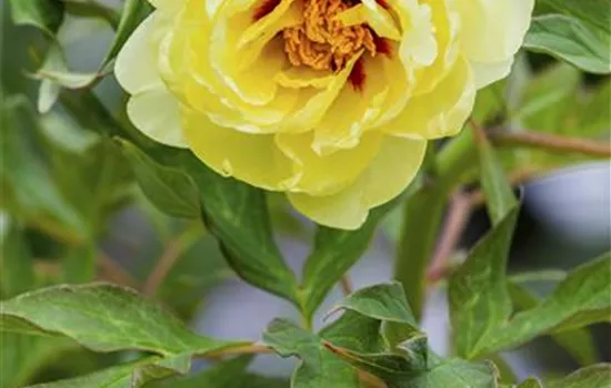 Paeonia suffruticosa, gelb