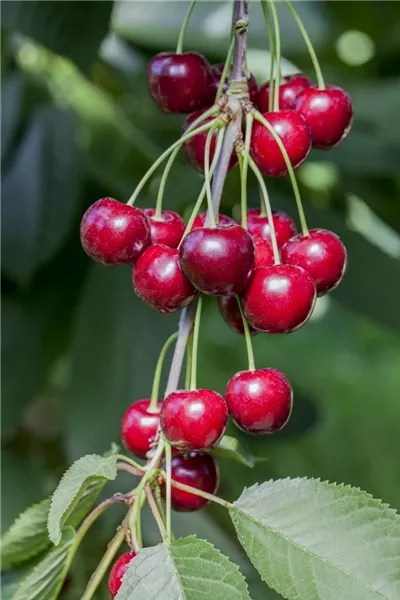 Prunus av.'Karina'