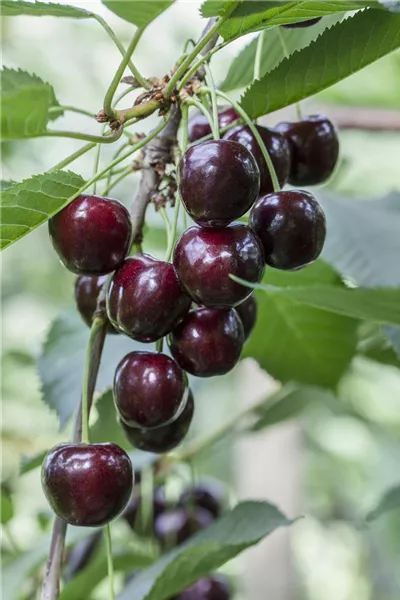 Prunus av.'Regina'