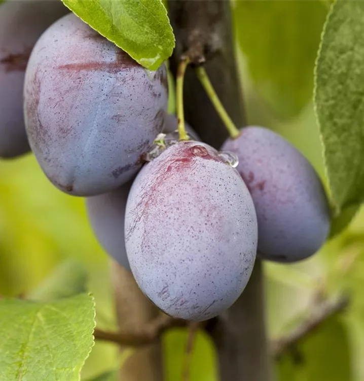 Zwetsche 'Cacaks Schöne'