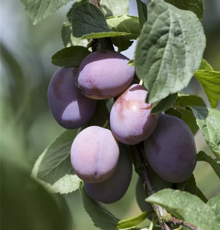 Zwetschge 'Wangenheims Frühzwetschge'