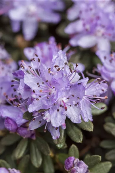 Rhododendron impeditum 