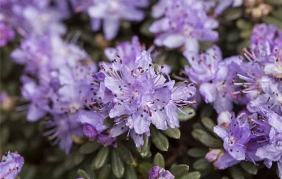 Rhododendron impeditum 