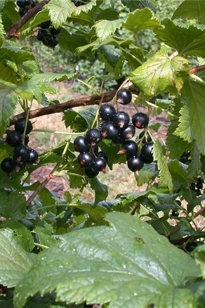 Ribes nigrum 'Dr.Bauers Ometa'