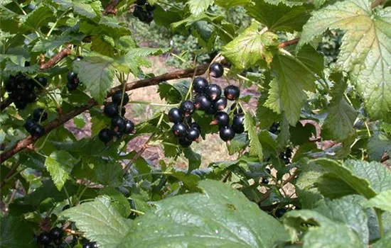 Ribes nigrum 'Dr.Bauers Ometa'