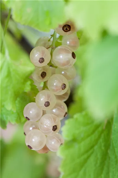 Ribes rubrum 'Weiße Versailler'