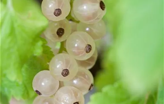 Ribes rubrum 'Weiße Versailler'