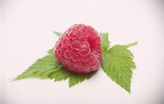 Rubus id.'Himbotop'