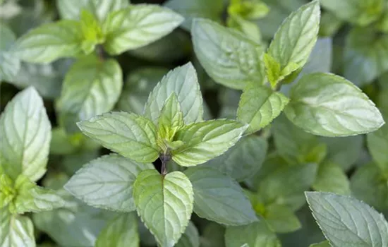 Die Schoko-Minze: Schokolade für den Garten